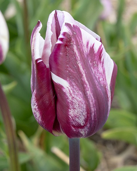 Tulipán triumph Rems Favourite